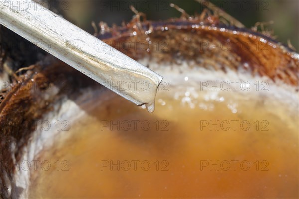 Latex sap dripping out of a cut tree in a rubber plantation