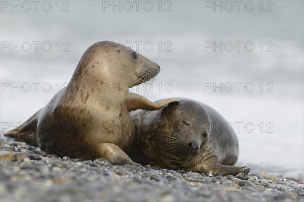 Grey Seals (Halichoerus grypus)