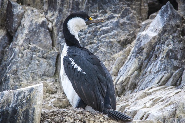 Blue-eyed Shag or Imperial Shag (Phalacrocorax atriceps) at its nesting site