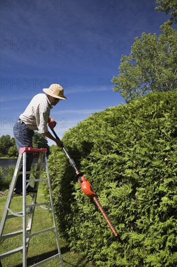 Gardener trimming a cedar tree (Thuja occidentalis)