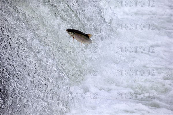 Salmon run