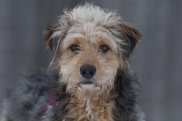 Bosnian Coarse-haired Hound or Barak-hybrid