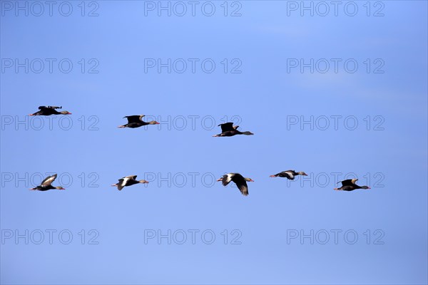 Black-bellied Whistling Ducks (Dendrocygna autumnalis)