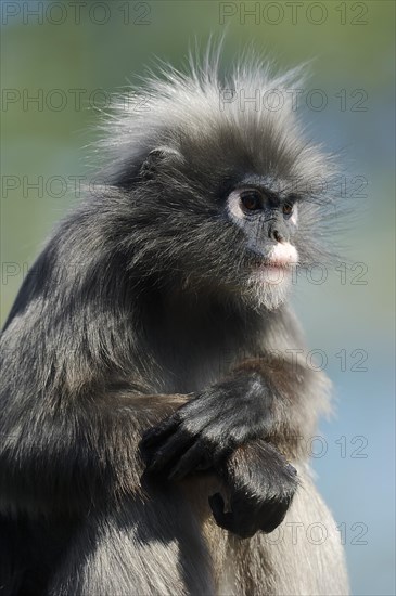 Dusky Leaf Monkey or Spectacled Leaf Monkey (Trachypithecus obscurus)