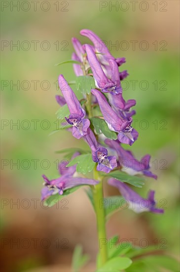 Fumewort (Corydalis solida)