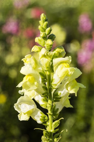 Garden Snapdragon or Common Snapdragon (Antirrhinum majus)