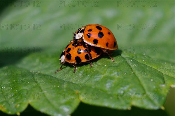 Multicolored Asian Lady Beetles (Harmonia axyridis)