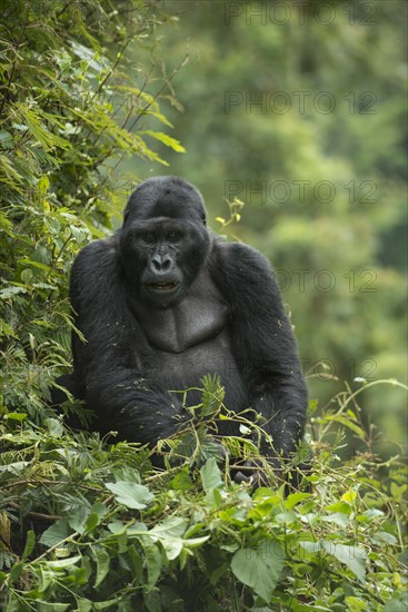 Mountain Gorilla (Gorilla beringei beringei)