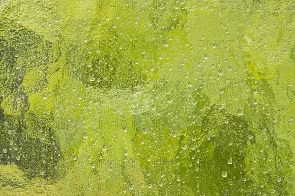 Raindrops