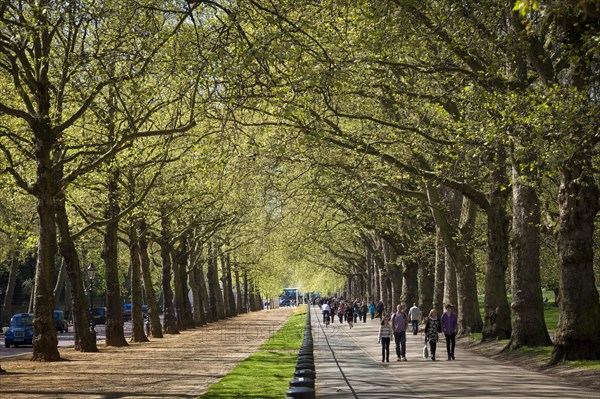 Tree lined paths