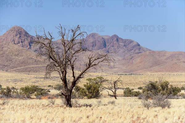 Landscape with leafless tree