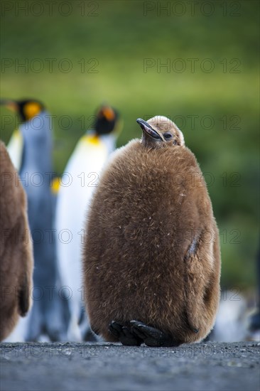 King Penguin (Aptenodytes patagonicus)