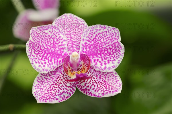 Moth Orchid (Phalaenopsis spp.)