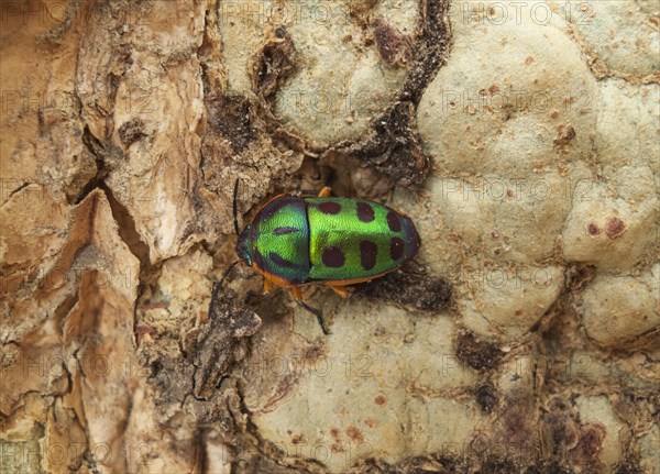 Rainbow Shield Bug (Calidea dregii) perched on the bark of a Fever Tree (Acacia xanthophloea)