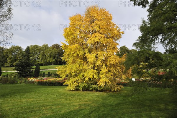 Katsura Tree (Cercidiphyllum japonicum) in autumn colours