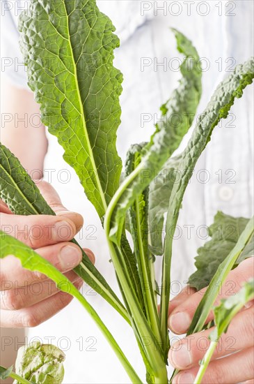 Hands checking the growth of the green leaves of a colewort plant