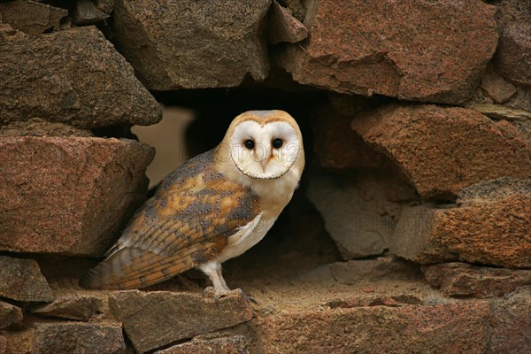 Barn Owl (Tyto alba)