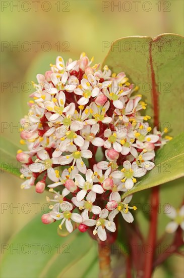 Japanese Skimmia (skimmia japonica)