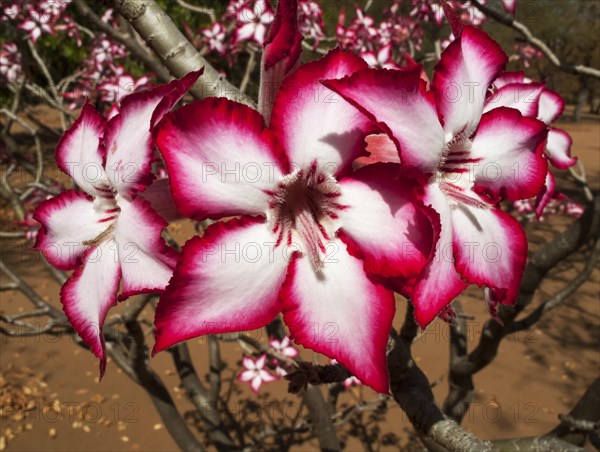 Impala Lily (Adenium multiflorum)