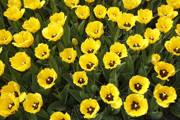 Fringed Tulips