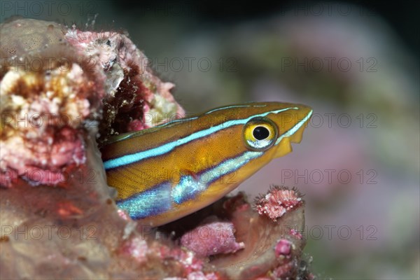 Mimic Blenny or Piano Fangblenny (Plagiotremus tapeinosoma) in a burrow