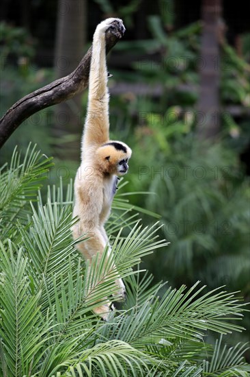 Northern White-cheeked Gibbon (Nomascus leucogenys)