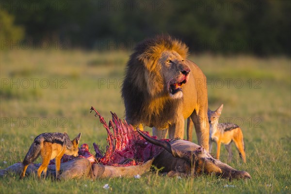 Lion (Panthera leo)