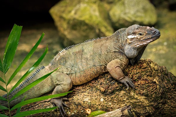 Rhinoceros Iguana (Cyclura cornuta)