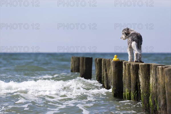 A dog with its toy