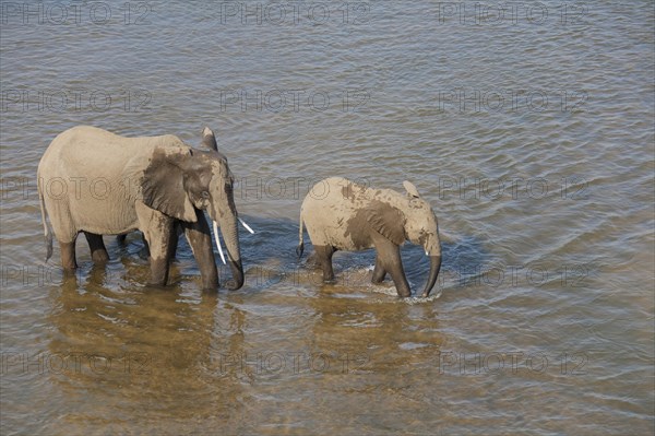 African Elephants (Loxodonta africana)