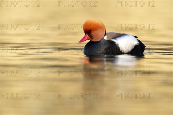 Red-crested Pochard (Netta rufina)