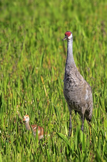 Sandhill Crane (Grus canadensis) with young