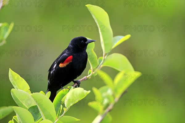 Red-winged Blackbird (Agelaius phoeniceus)