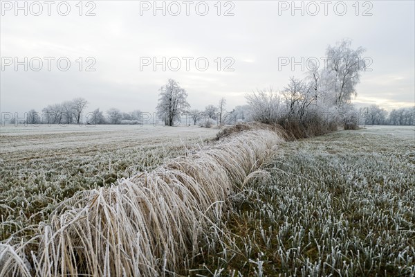 Reeds in hoarfrost