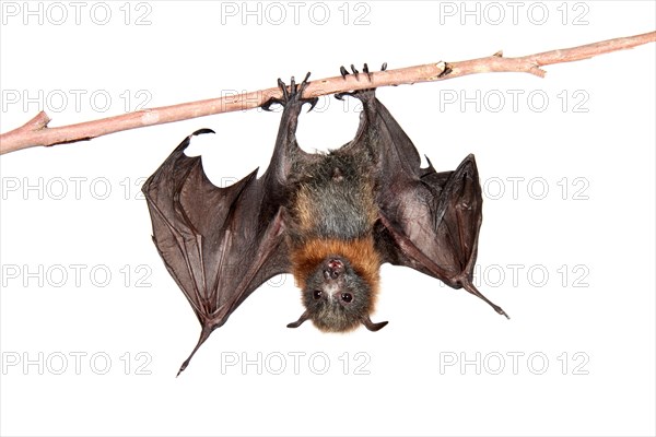 Grey-headed Flying Fox (Pteropus poliocephalus)