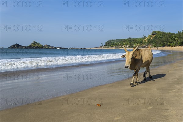A holy cow is walking along Om Beach