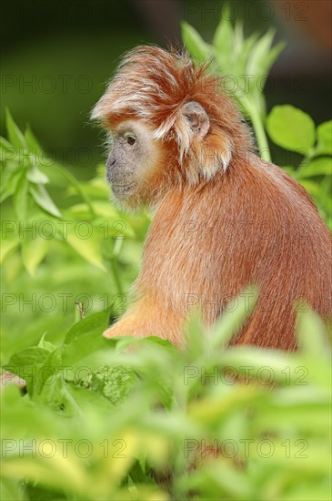 Eastern Javan Lutung or Spangled Ebony Langur (Trachypithecus auratus auratus)