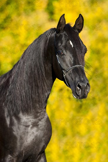 Arabian Thoroughbred Horse wearing a show halter