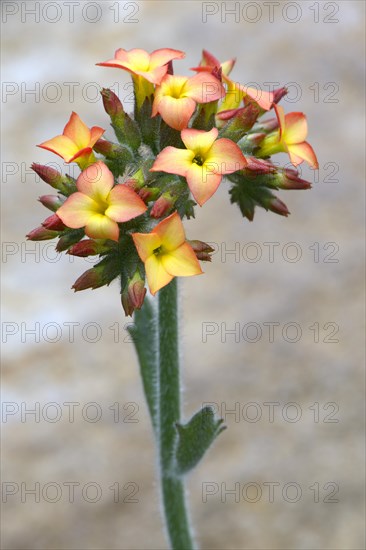 Kalanchoe (Kalanchoe lateritia)