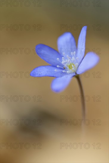 Hepatica