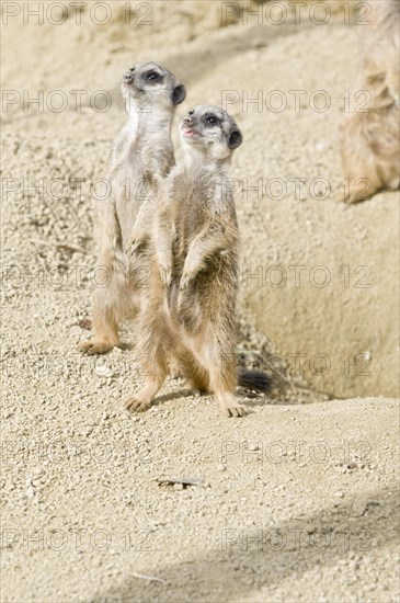 Two Meerkats (Suricata suricatta)