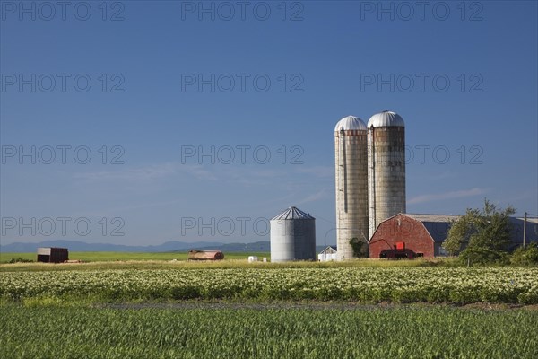 Barley and potato field with a farm building and two grain silos