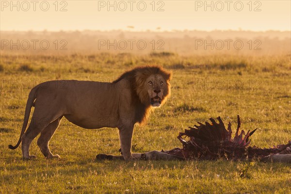 Male Lion (Panthera leo) with skeleton