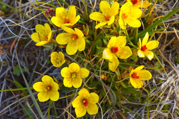 Bog saxifrage (Saxifraga hirculus)