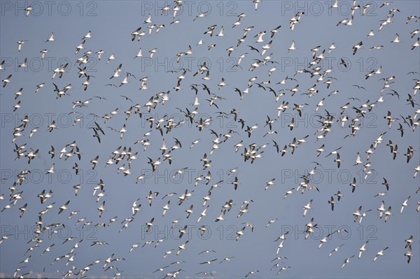 Common Sandpipers (Actitis hypoleucos)