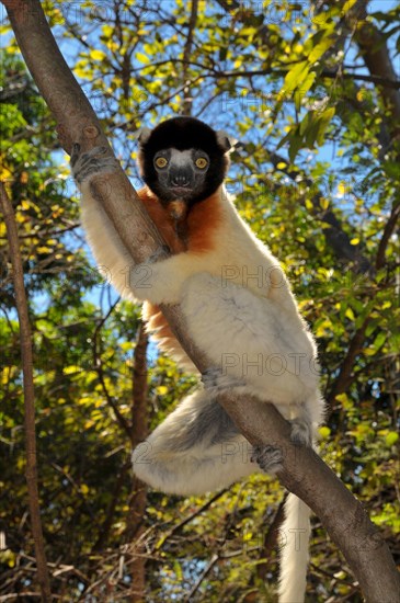Crowned Sifaka (Propithecus coronatus) clinging to a tree branch