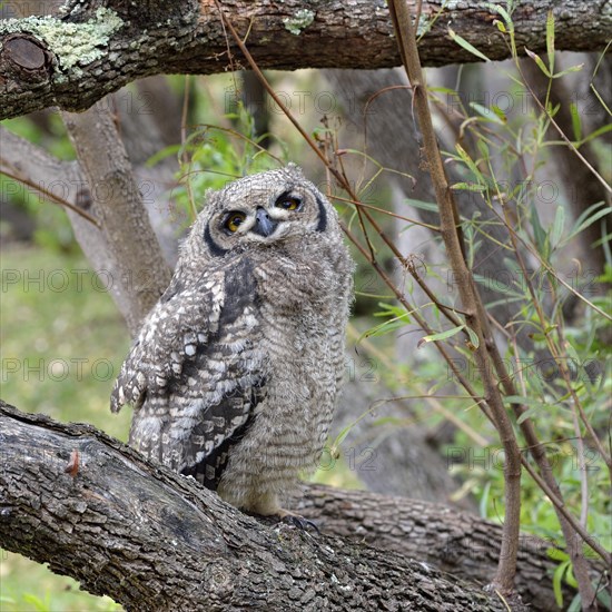 Spotted Eagle-Owl (Bubo africanus)