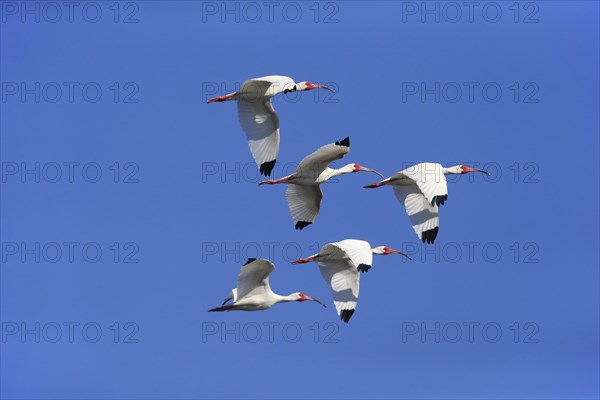 American White Ibis (Eudocimus albus)