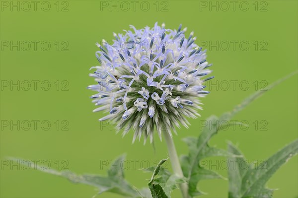 Small Globe Thistle (Echinops ritro)