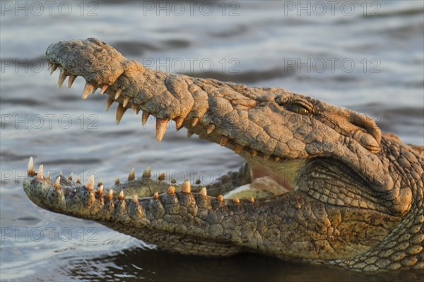 Nile Crocodile (Crocodylus niloticus)